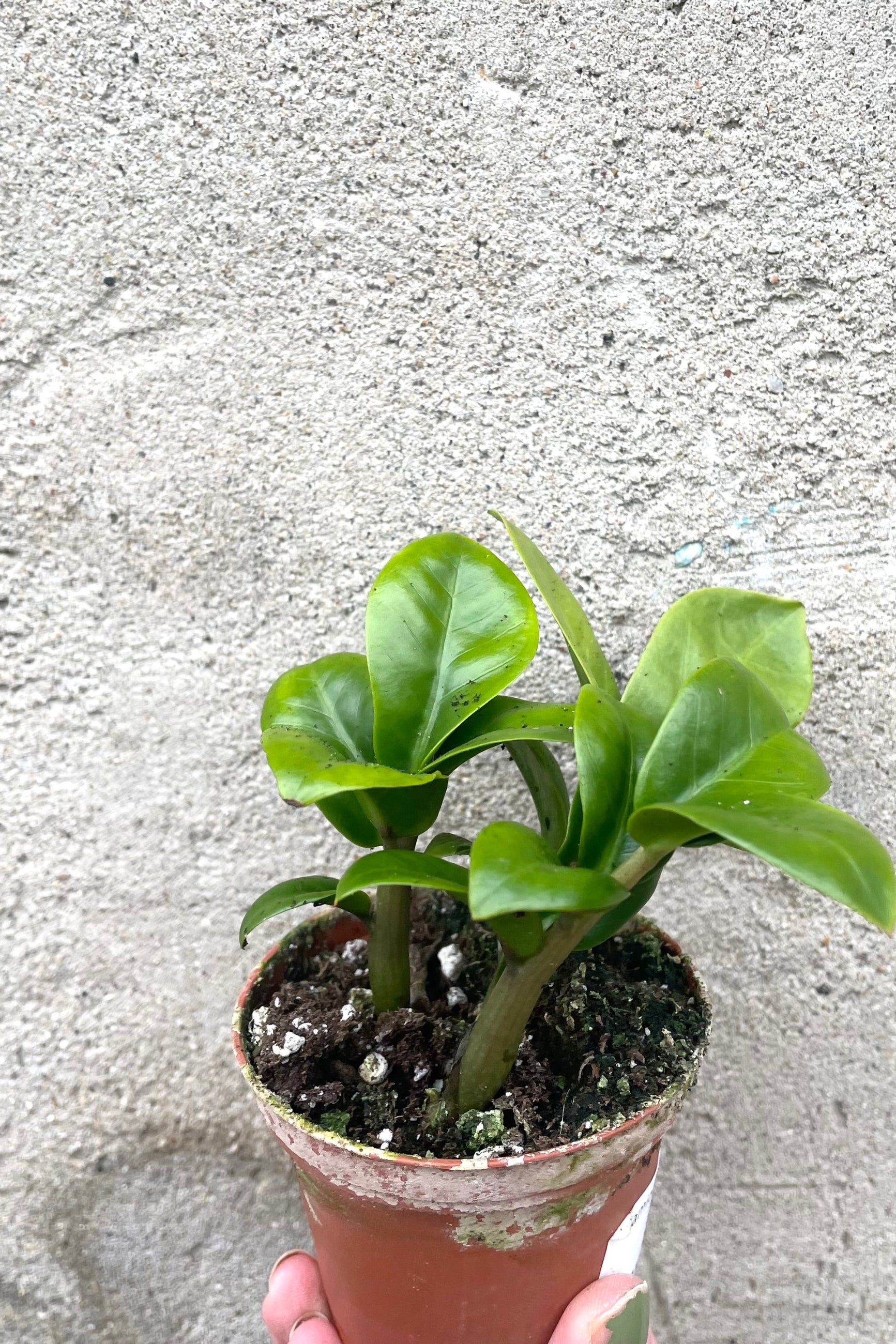 A hand holds Zamioculcas zamiifolia 'Zenzi' 3" in grow pot against concrete backdrop ©Sprout Home