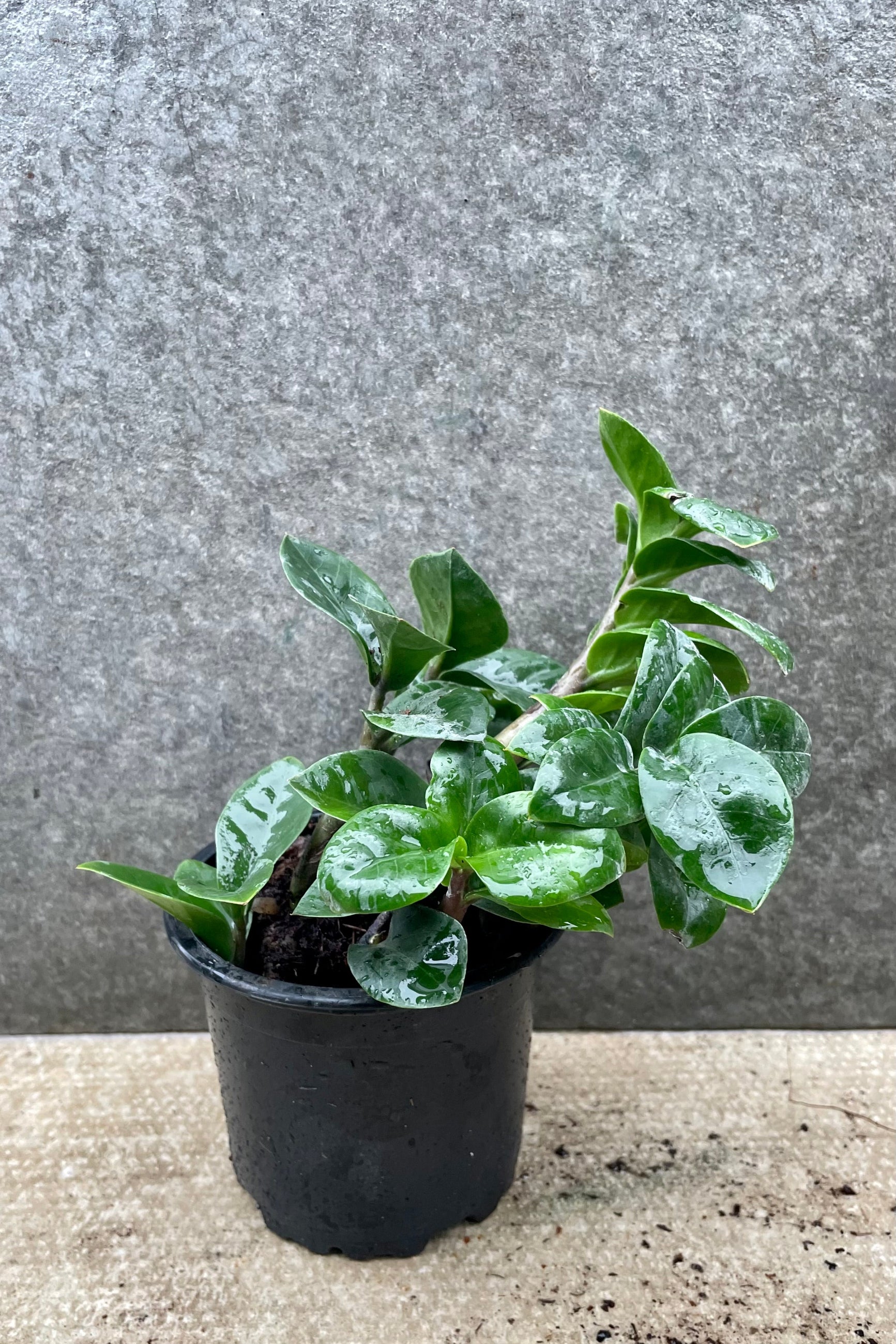 Zamioculcas zamiifolia 'Zenzi' 4" against a grey wall ©Sprout Home