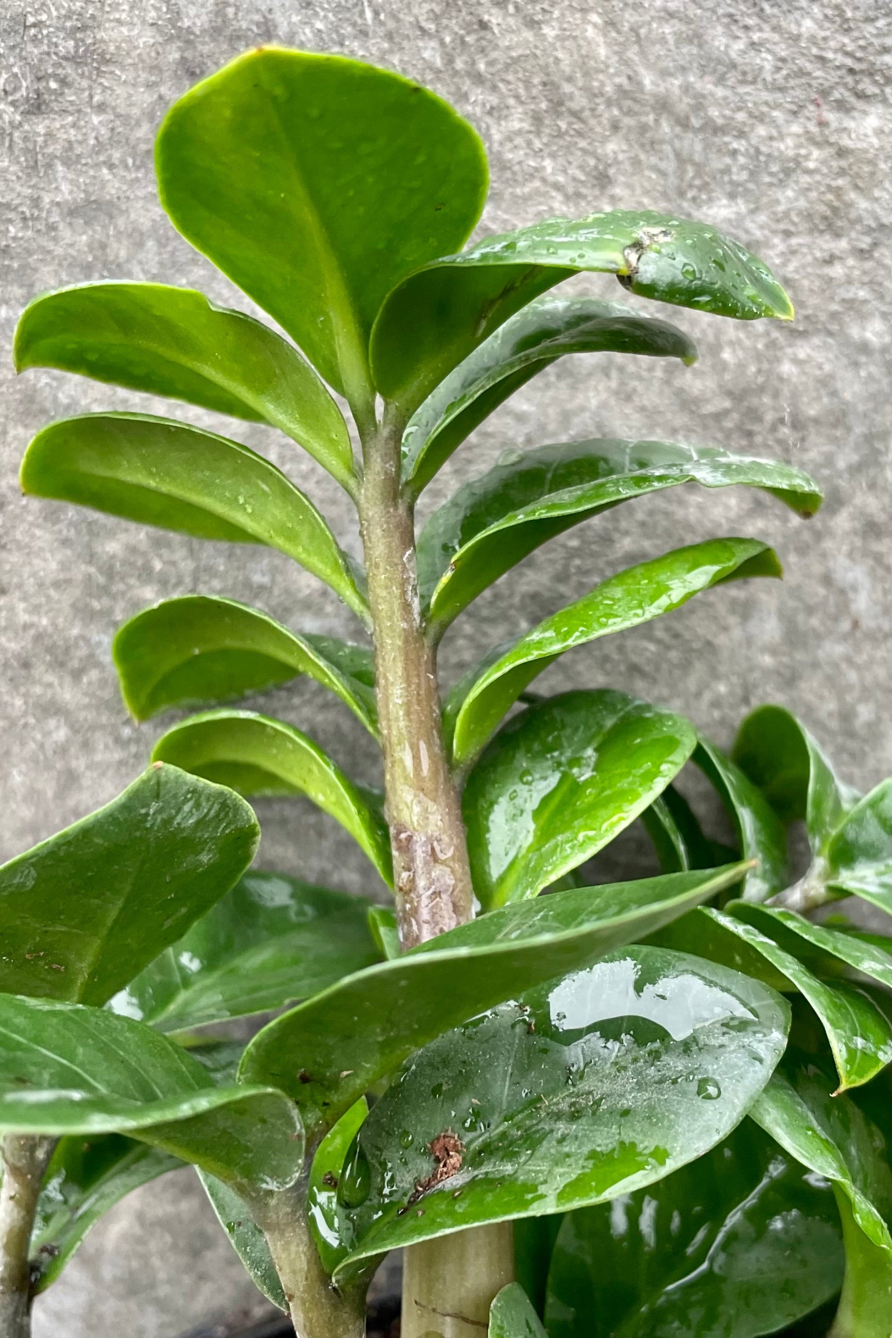 detail of Zamioculcas zamiifolia 'Zenzi' 4" against a grey wall ©Sprout Home