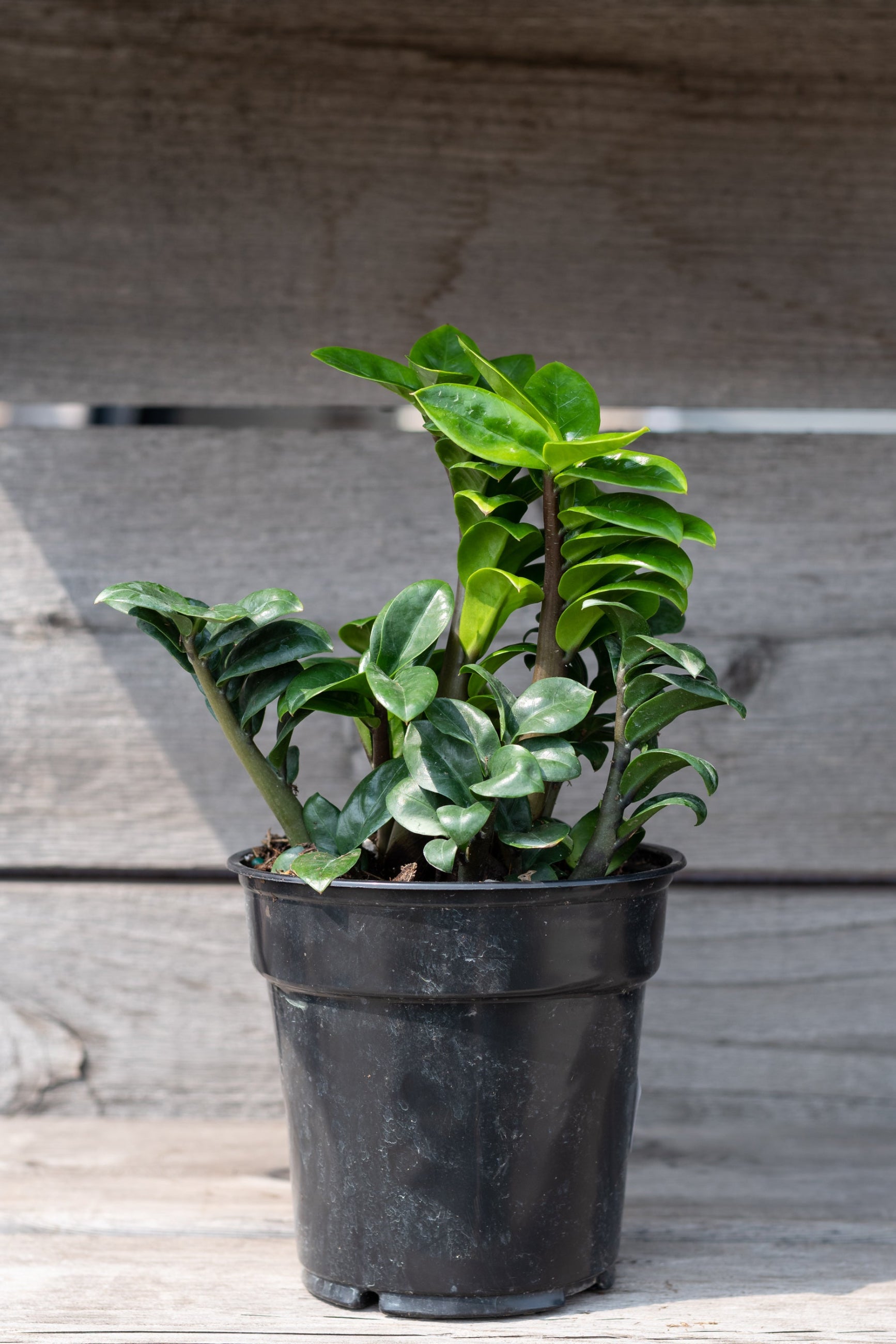 Zamioculcus Zenzi in a 6" growers pot ©Sprout Home