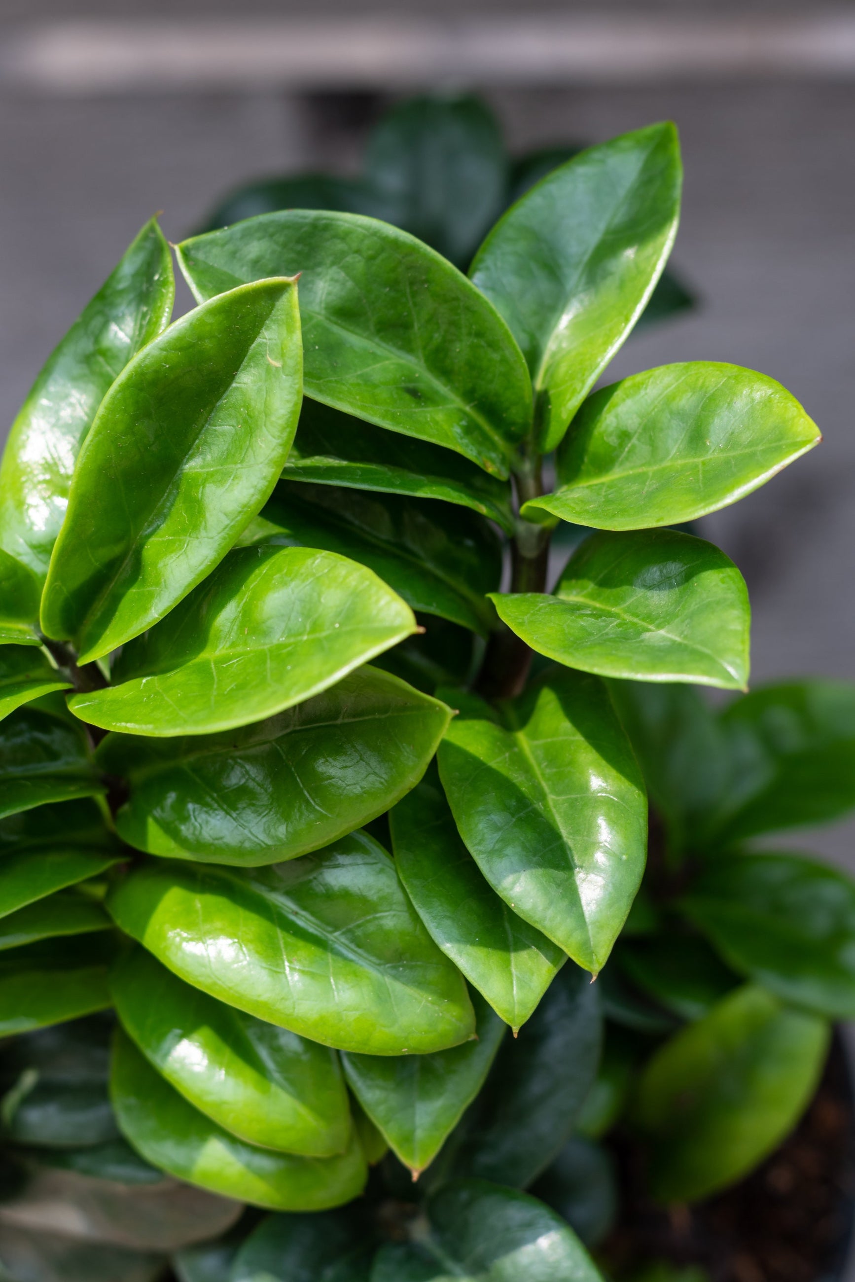 Zamioculcus 'Zenzi' leaves up close ©Sprout Home